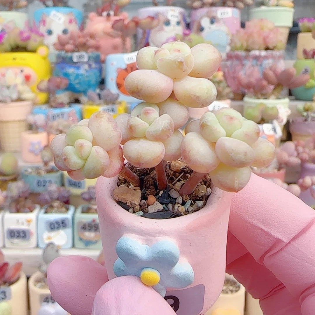 L 阳光玫瑰 盆口2.5cm