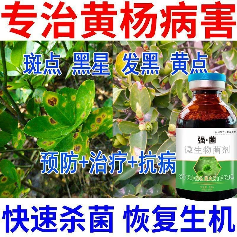 大叶小叶黄杨叶枯病专用药黄杨杀菌剂叶斑病白粉病腐烂病黑星黄点