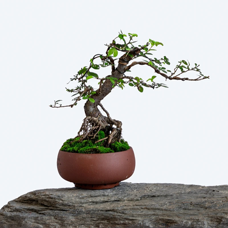 松柏杂木花卉造型盆景规格品种齐全