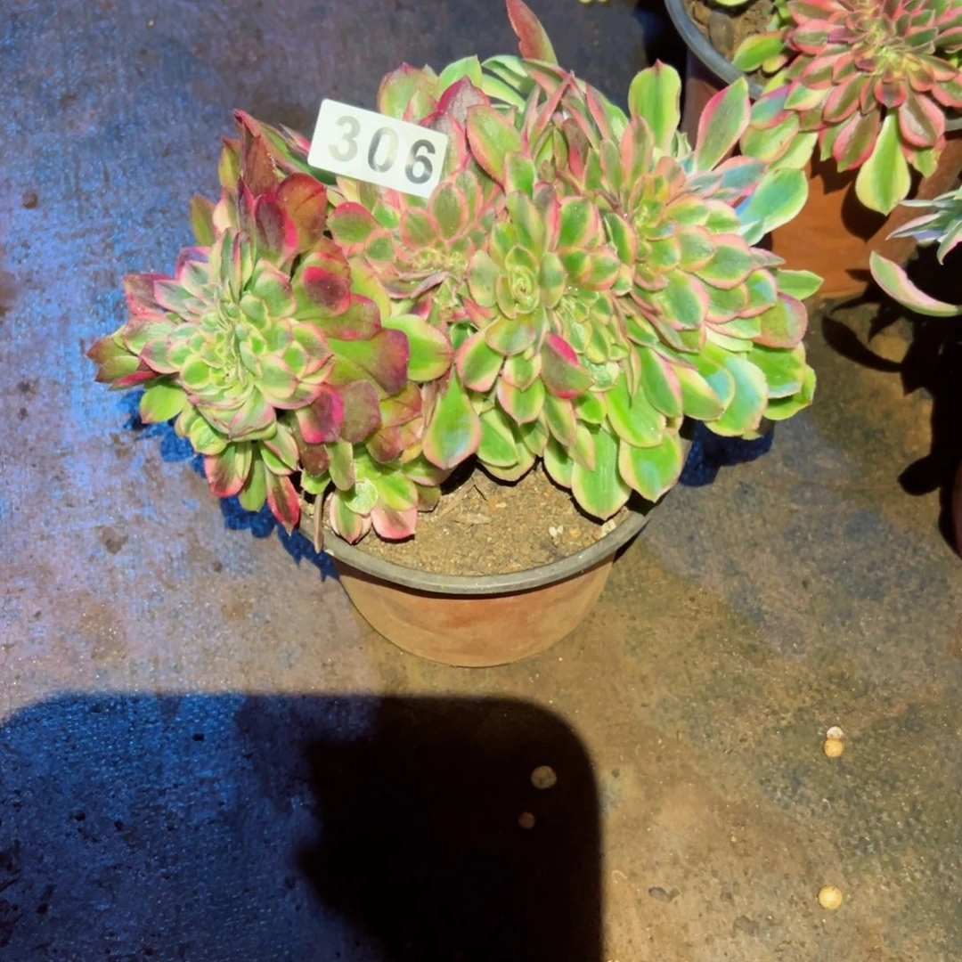 306 号多肉植物福利