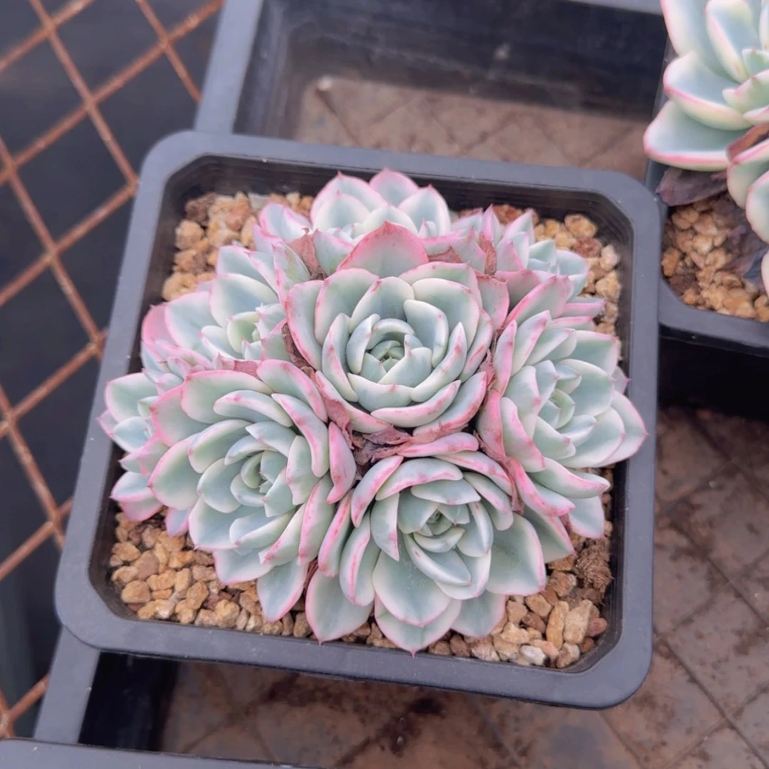 【闪购商品】奶油黄桃锦49.9