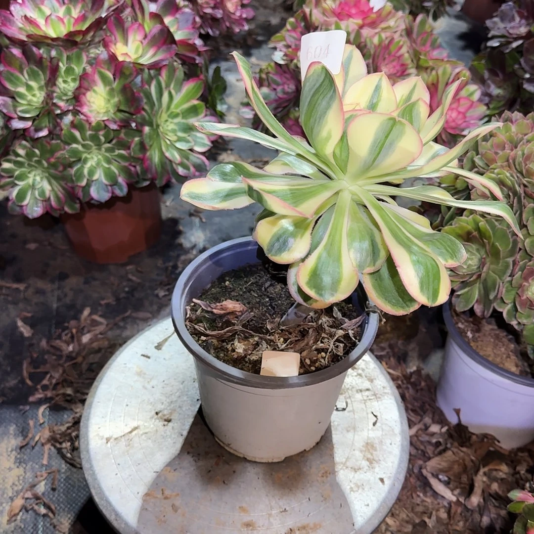 多肉植物燕姿锦604