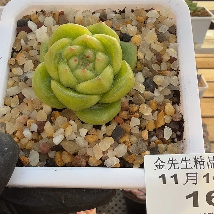 1116-16绿福单头a