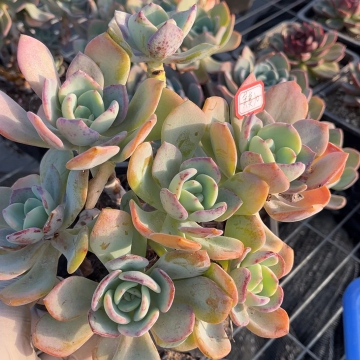 莫***莫白月光一颗小群生140盆