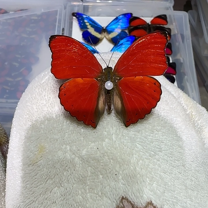 参****血咦蛱蝶蝴蝶标本专拍带框