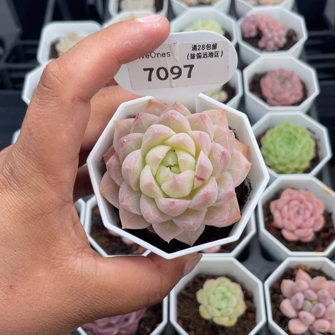 7097粉麦秆5.0厘米