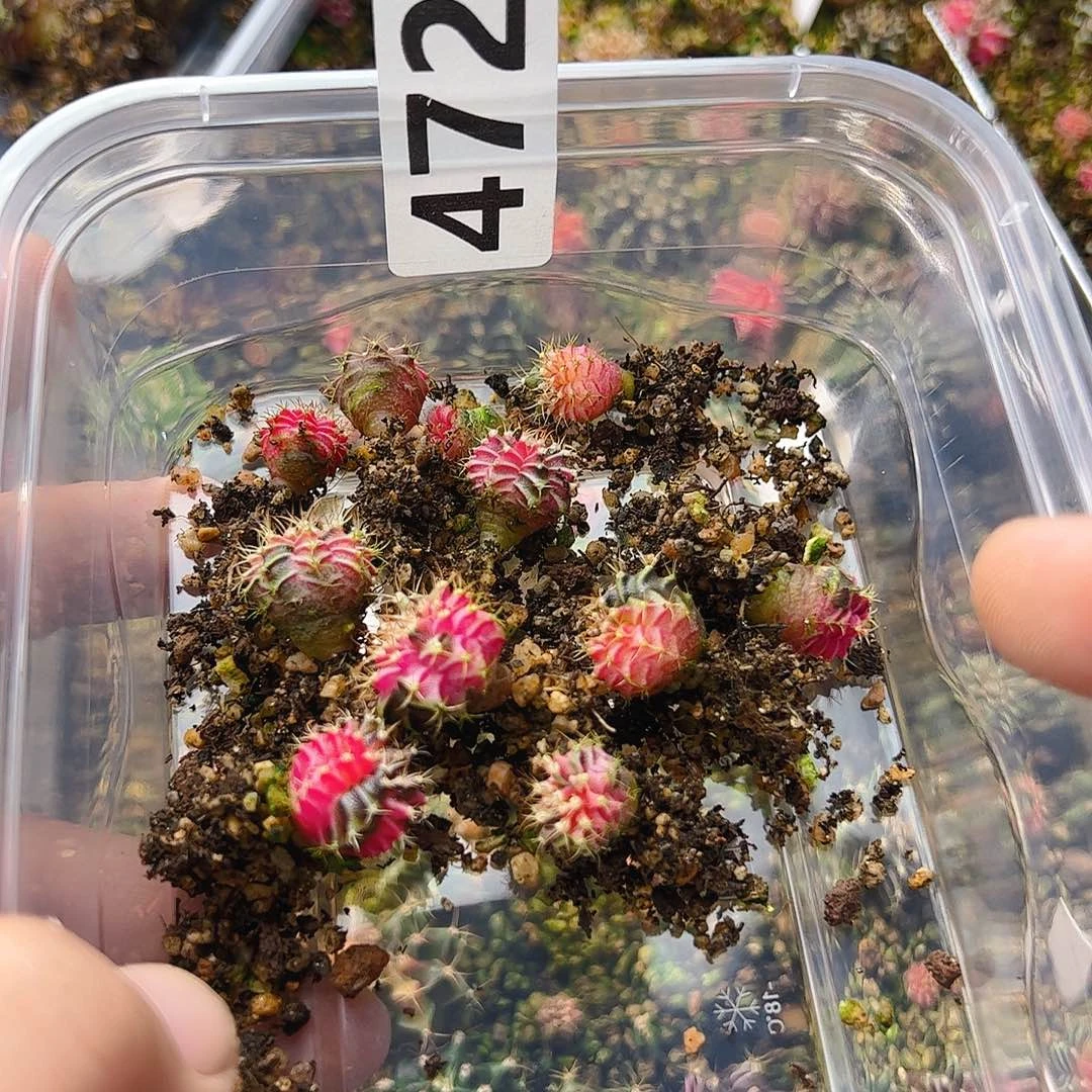 当前无花栽培后可以开花472