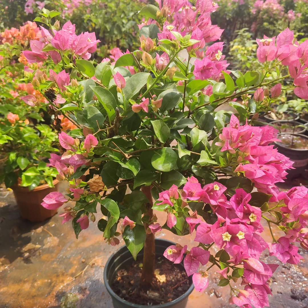 大规格鲜活绿植在运输过程中存在（落花落叶换盆拔根不售后）