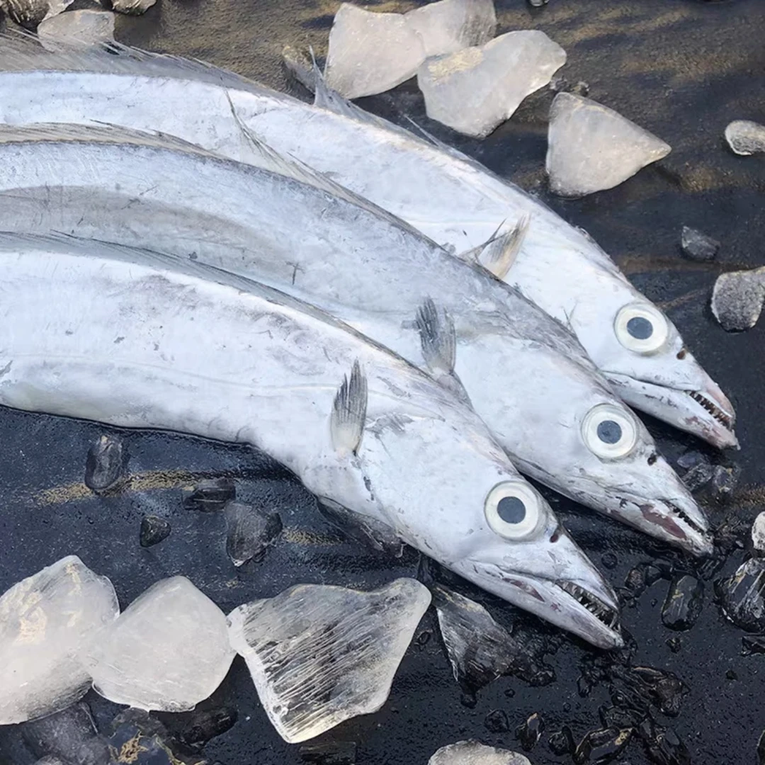 带鱼 整条带鱼 10-13条/5斤 顺丰发