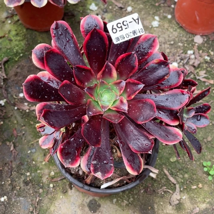 559欧嘉莉20包邮113446789