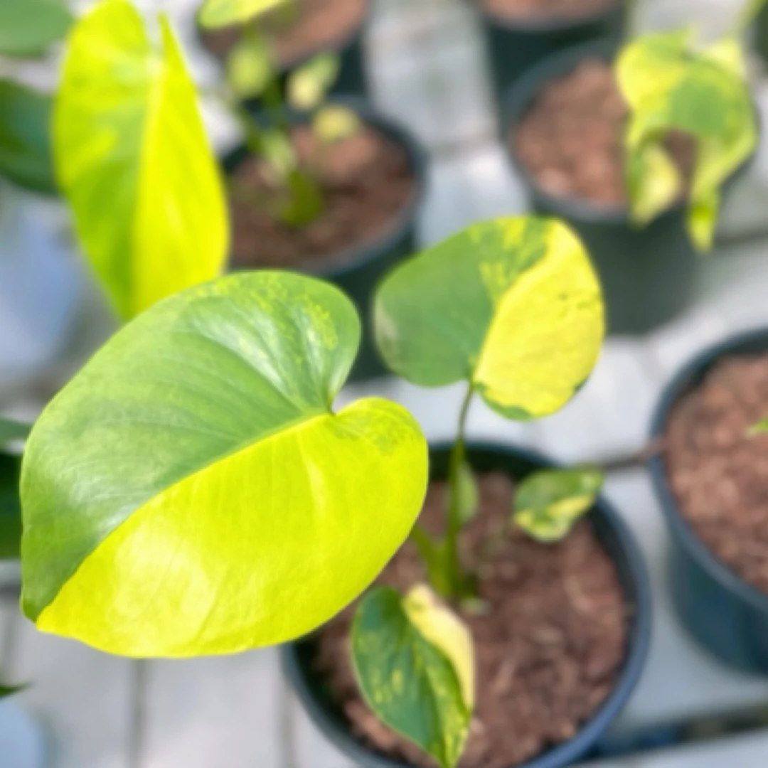 一加仑短颈 黄锦龟背竹