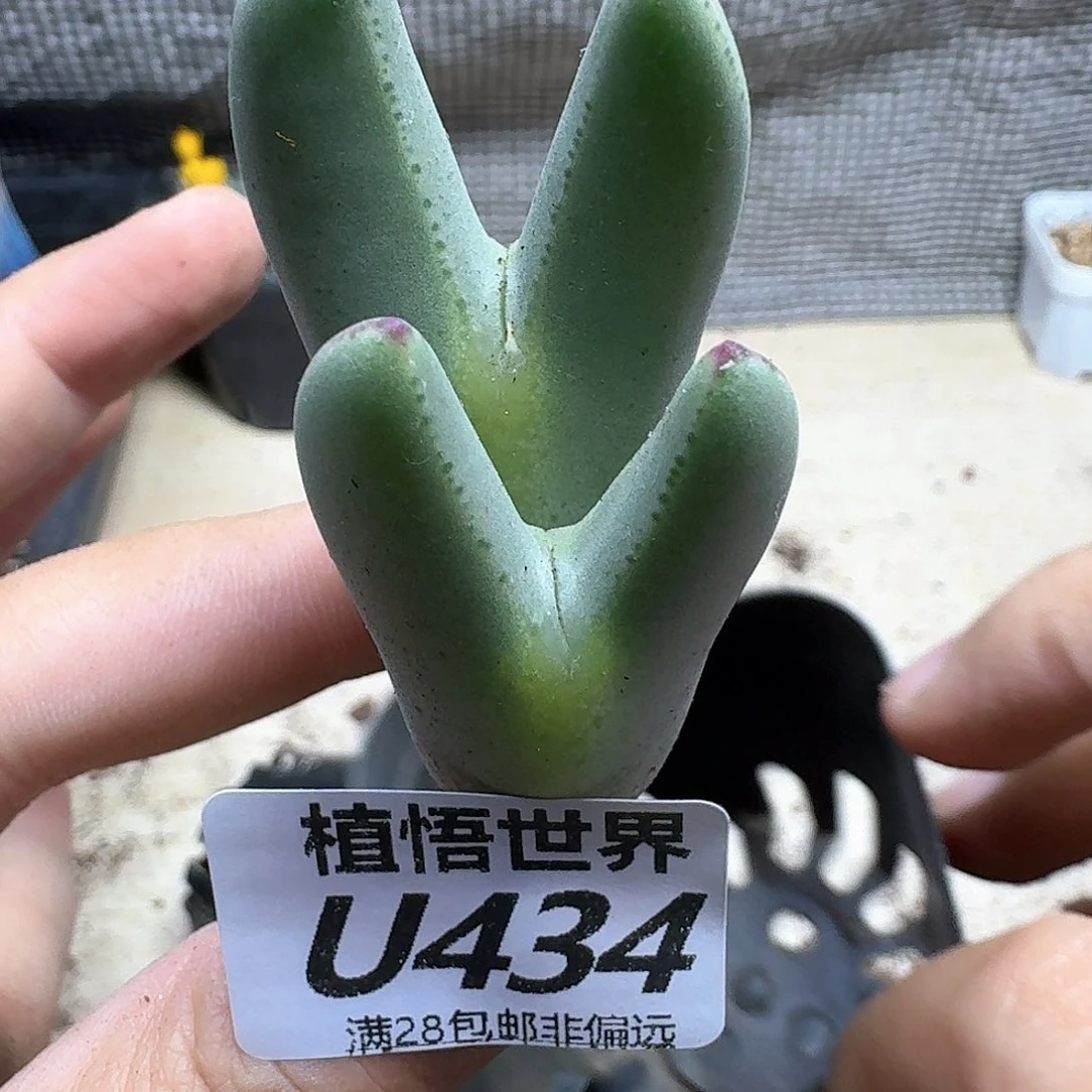 多肉植物的人生fvb