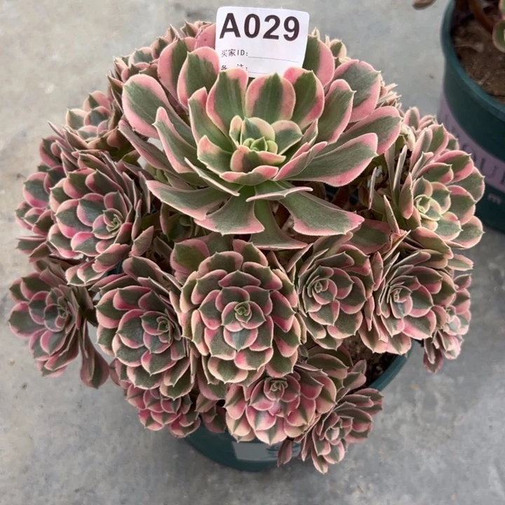 029妖月22厘米左右