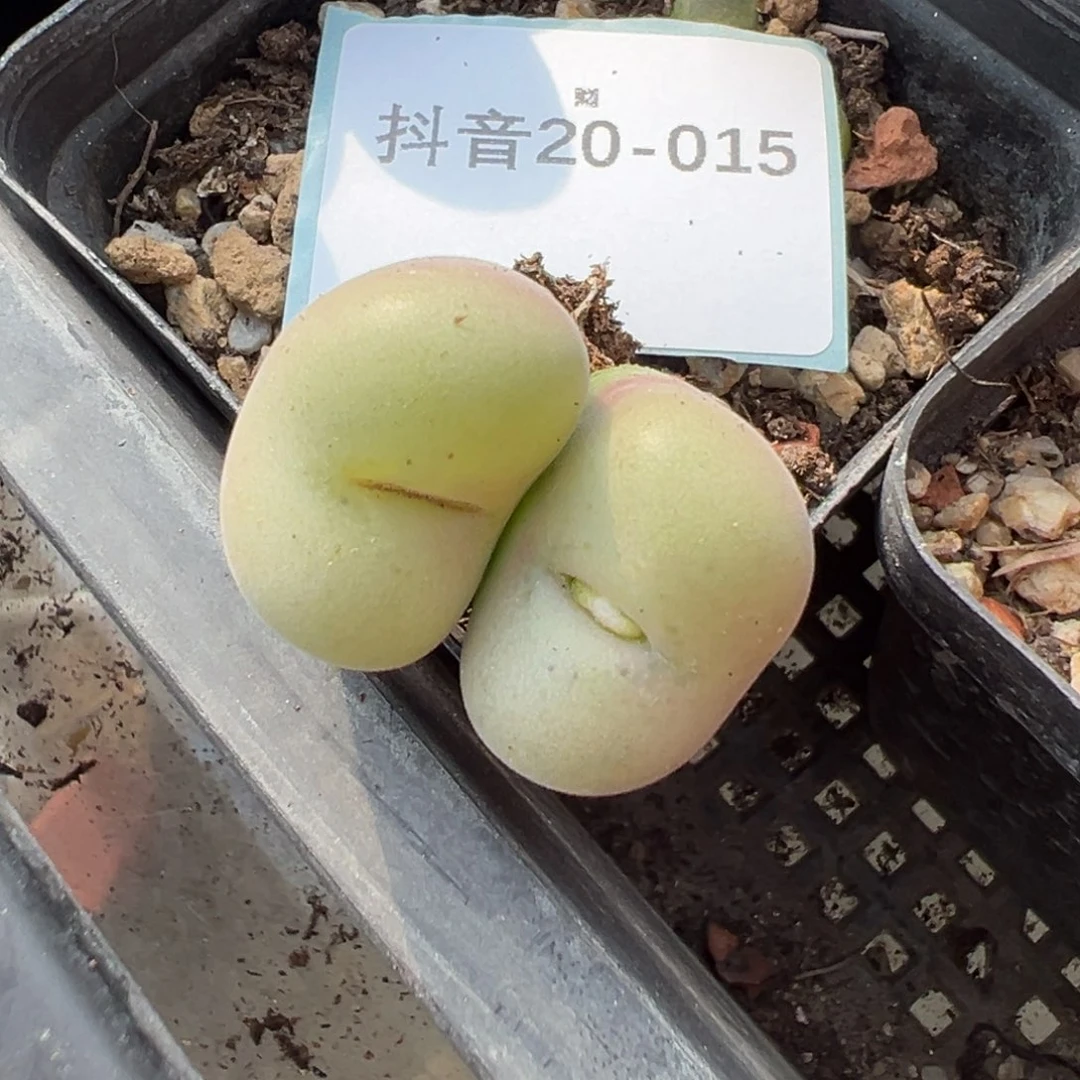 20-15肉锥多肉植物