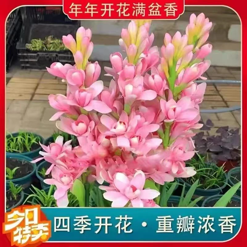 【重瓣晚香玉种苗】多年生浓香耐寒香水原料四季开花带叶带根茎发货