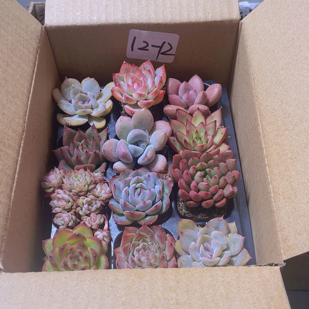 【闪购商品】12颗-12