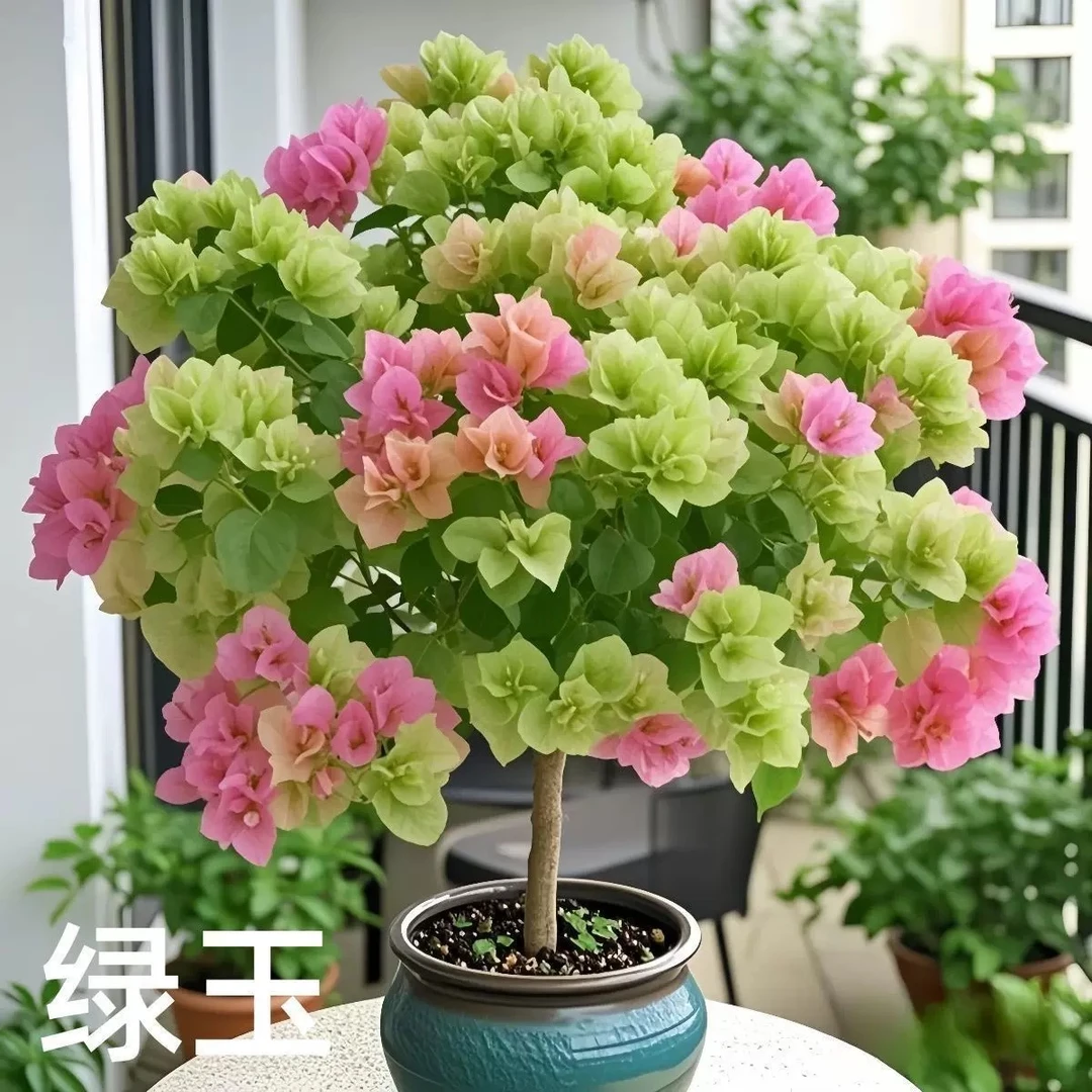 【绿玉】三角梅盆栽树苗四季开花地直发三角梅苗勤花爬藤阳台好养