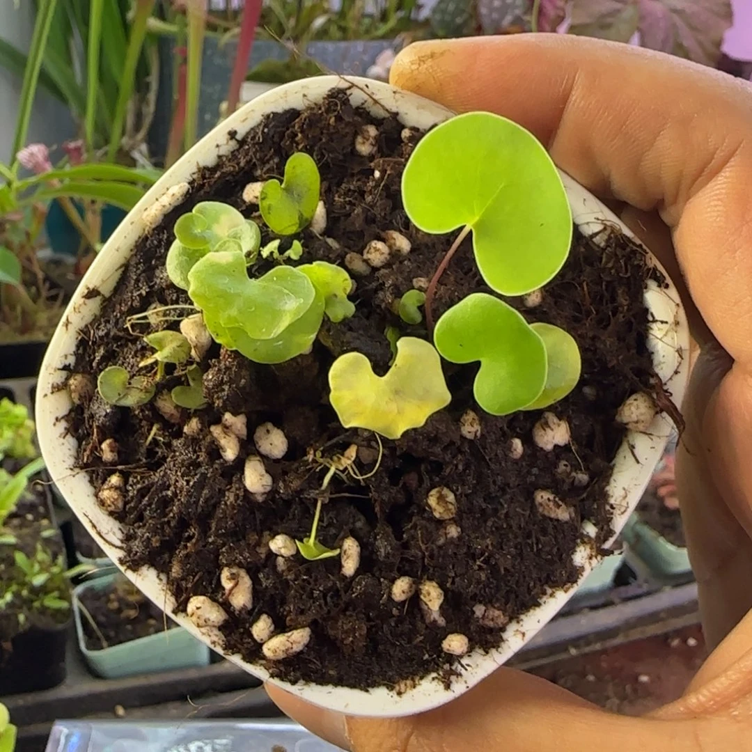 旺***铁完全开放一物一拍狸藻