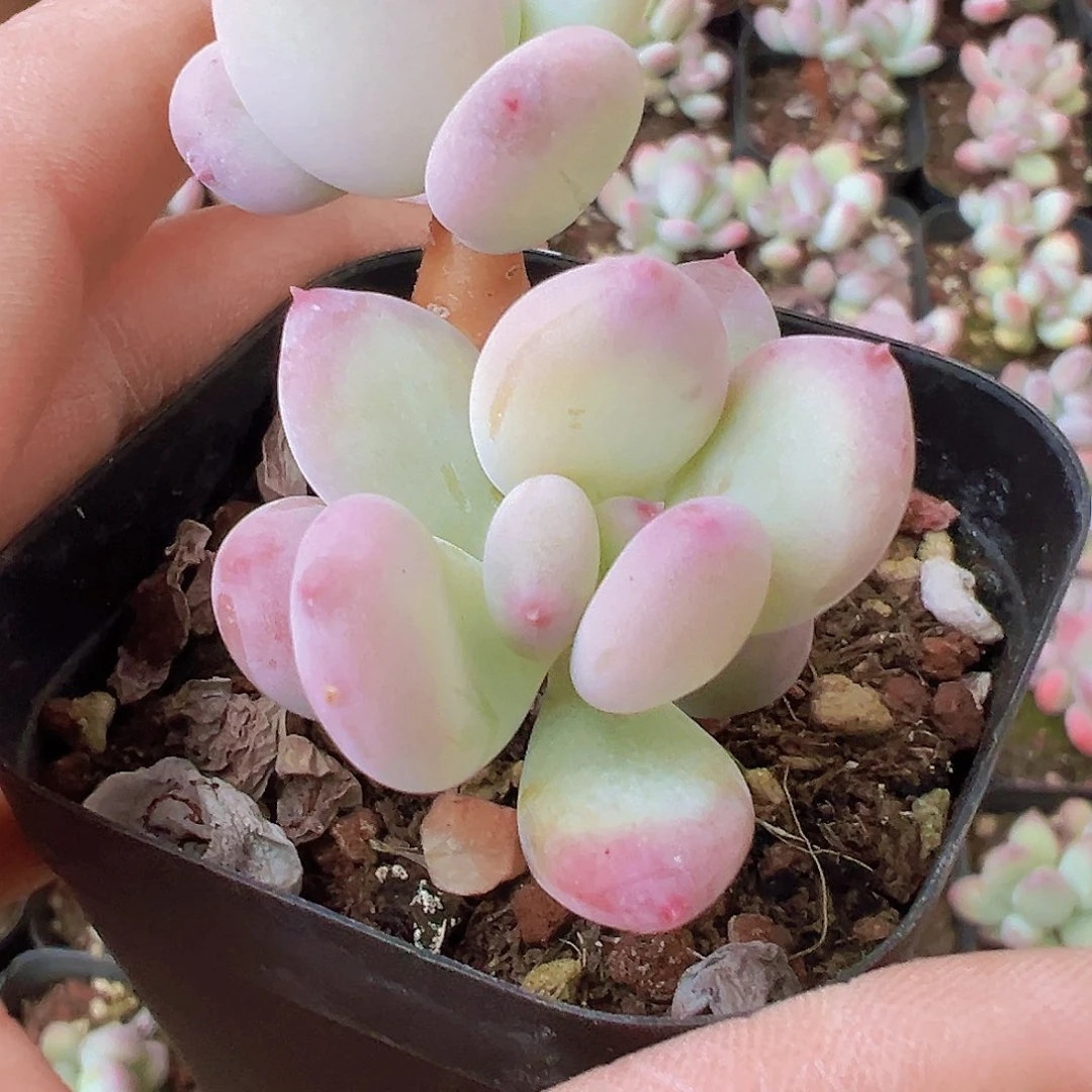 老桩苹果奶19包邮多肉