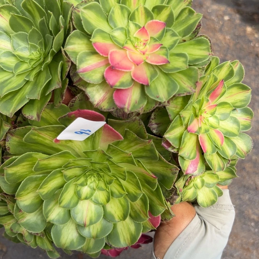 93知否多肉植物系
