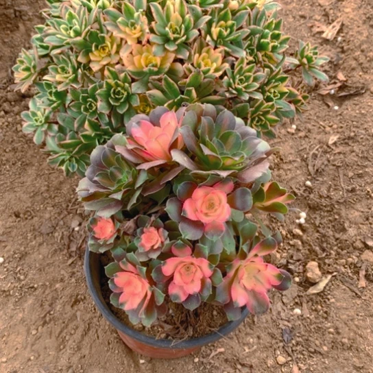 无花朵146组合2棵无售后