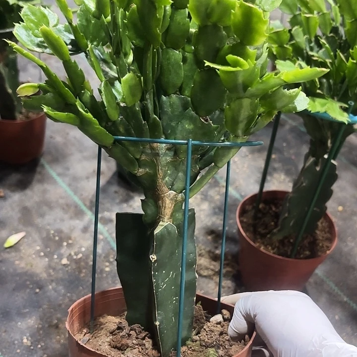 凡***人当前无花栽培后可以开花