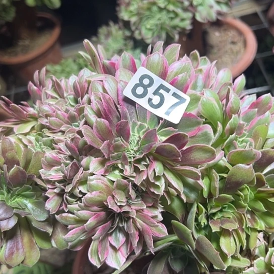 乐***忧多肉植物一个法师857
