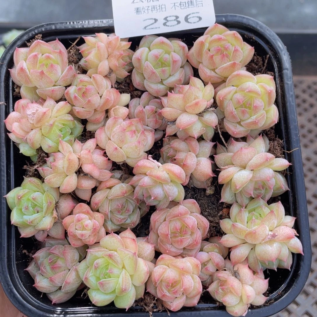 云糖心多肉植物286