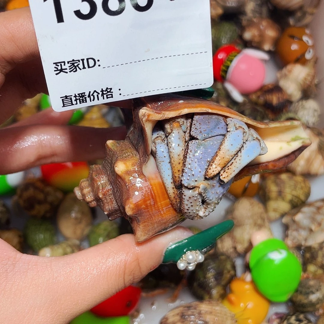 寄居蟹寄居蟹1386