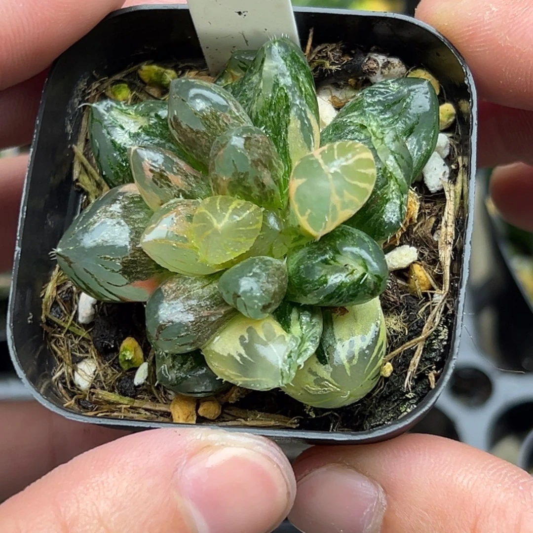 129龙爪玉露锦一物一拍