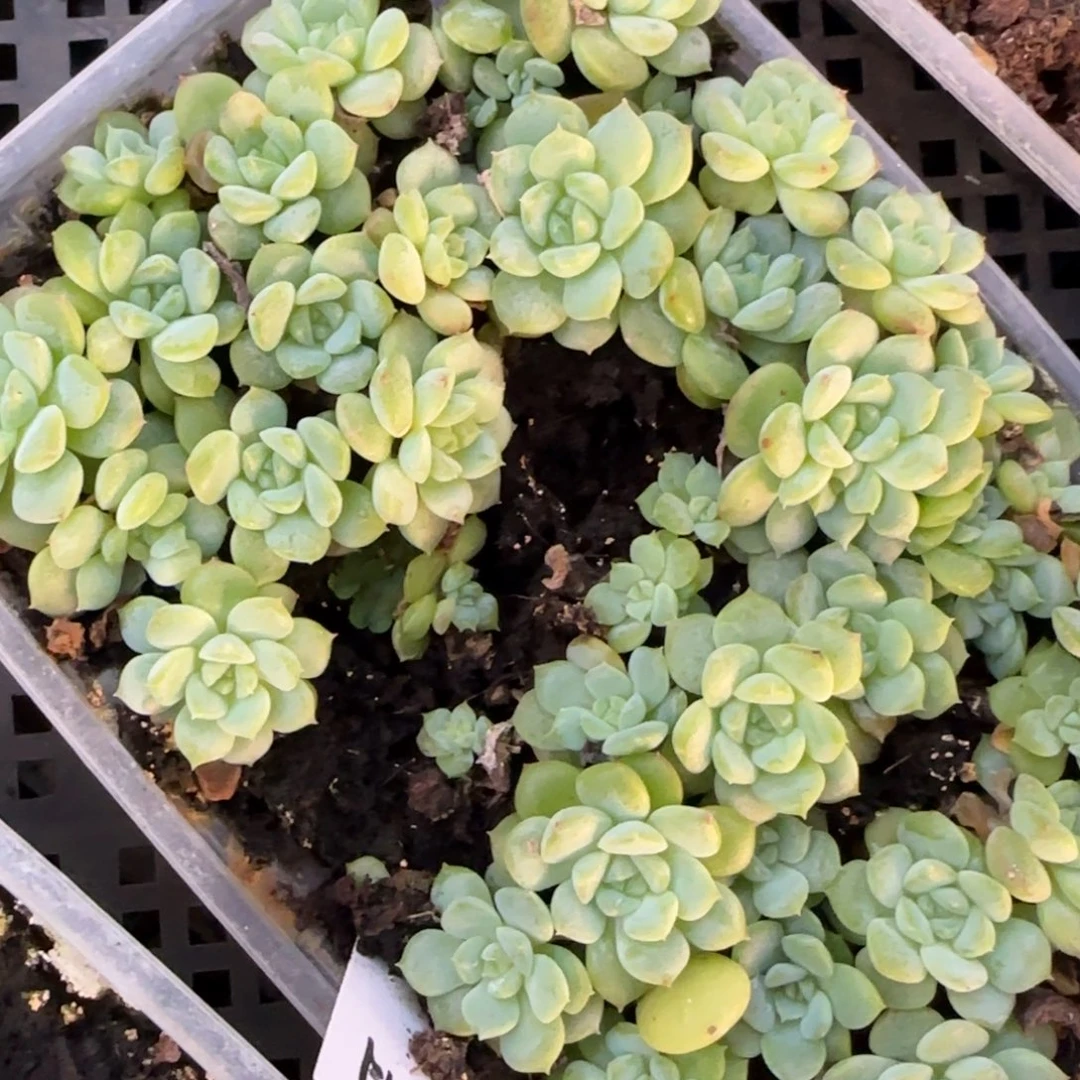 秋月甜心  穴盘苗 满20包邮