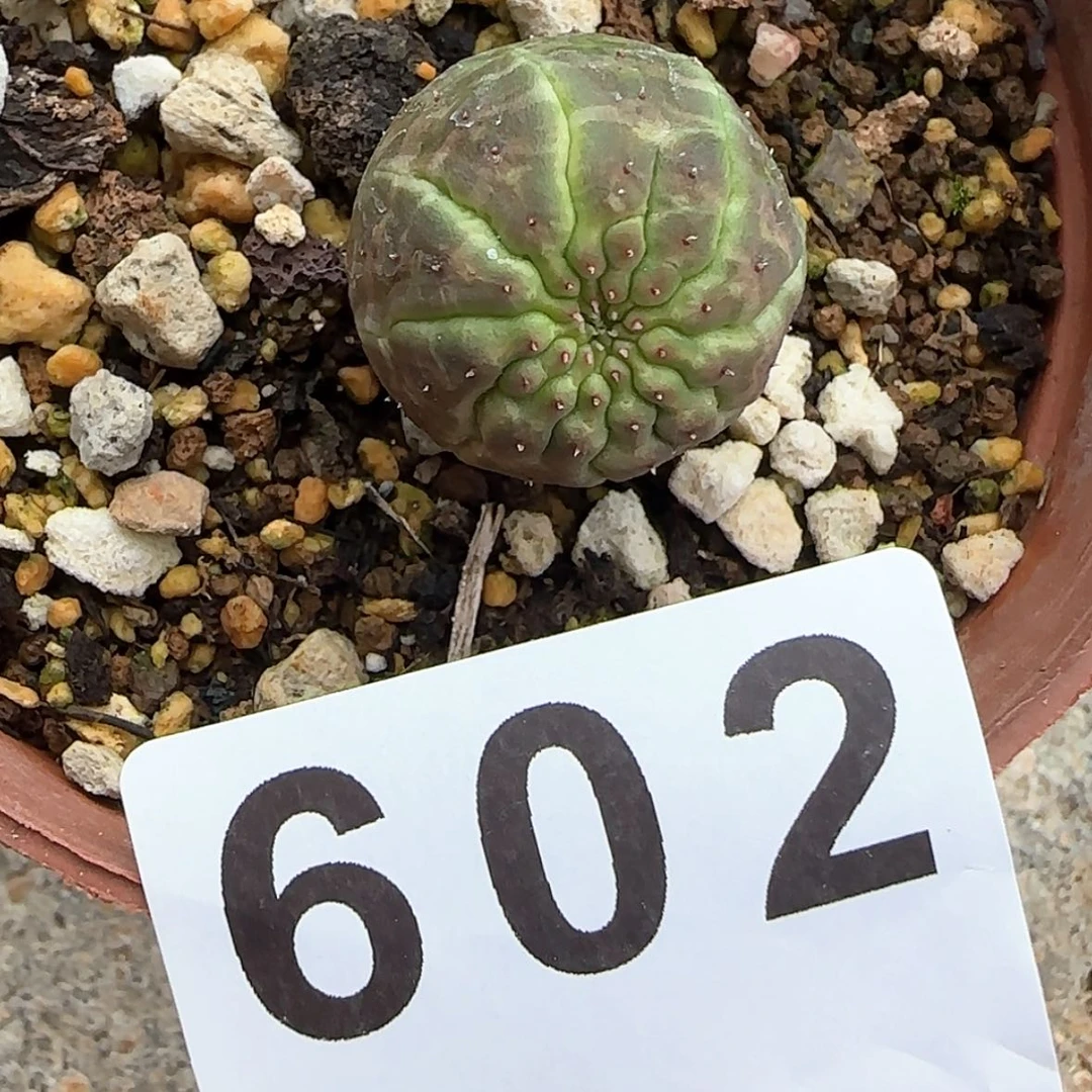 【闪购商品】块根植物布纹球