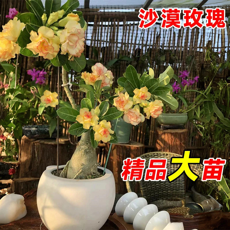 沙漠玫瑰盆栽花卉带花苞老桩花期长四季开好养活室内花草绿植盆栽