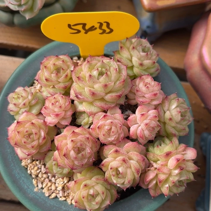 翠玉麦秆老桩群5433