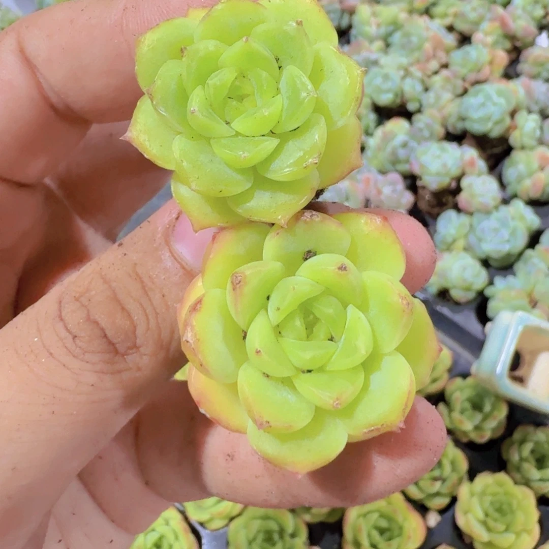 宝宝绿五颗一组多肉