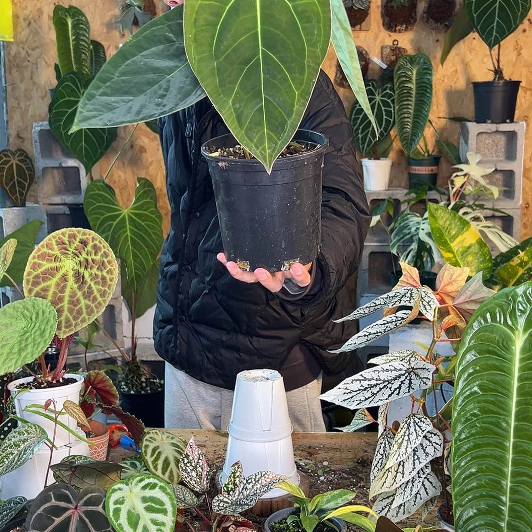 完全开放B02老桩花烛