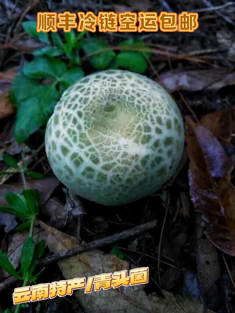 2025年云南特产野生青头菌500g-1000g顺丰空运冷链包邮