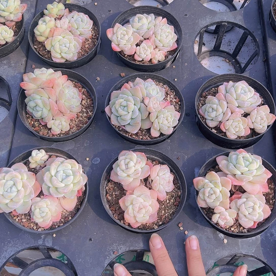 精品冰玉群半土发货19包邮