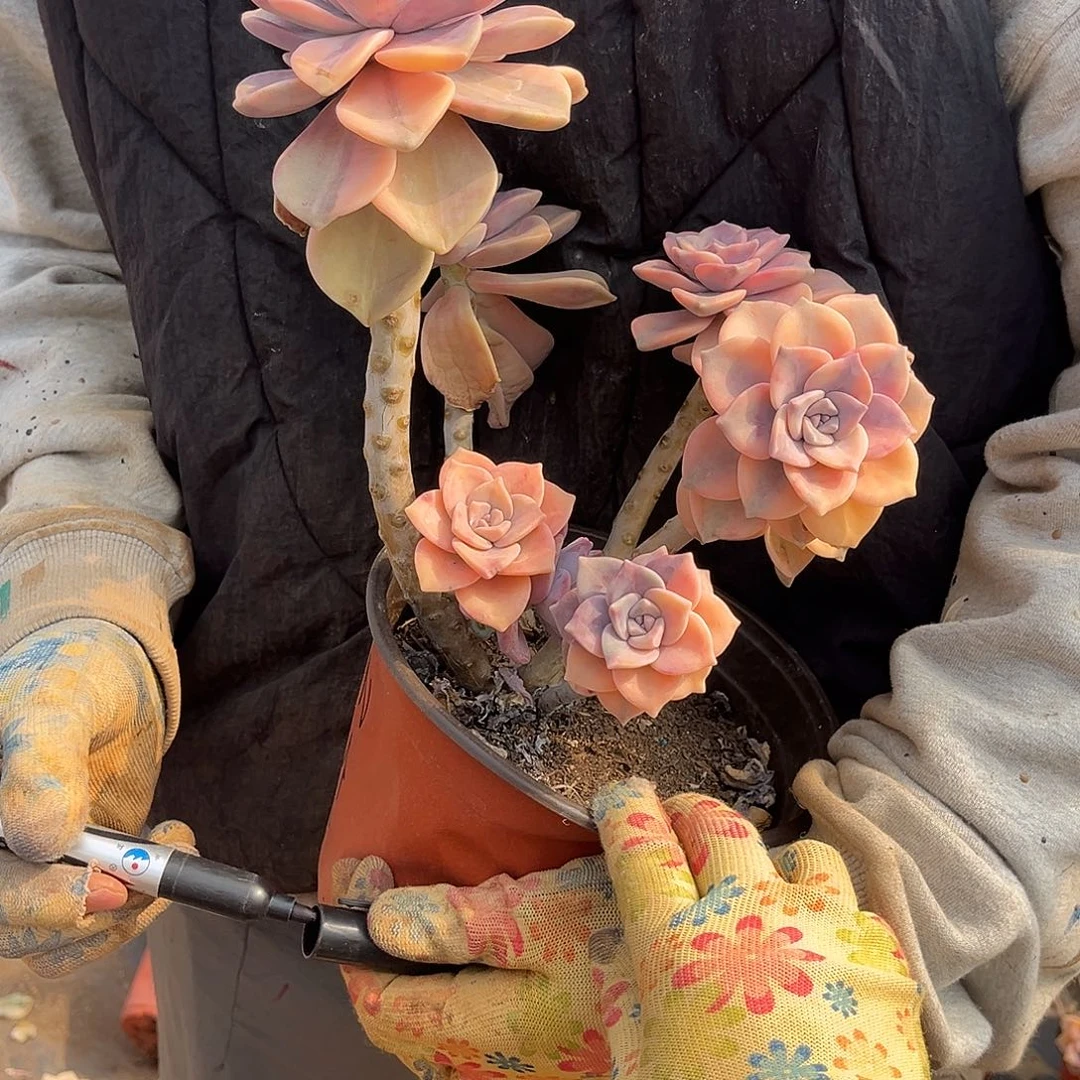 平*多肉植物紫乐景Z56