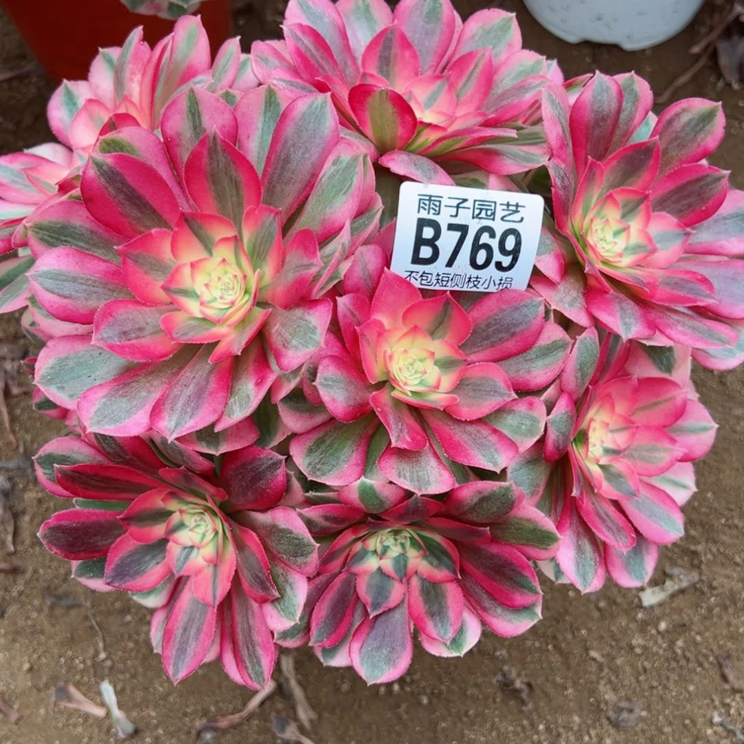 769倾城尺寸20左右