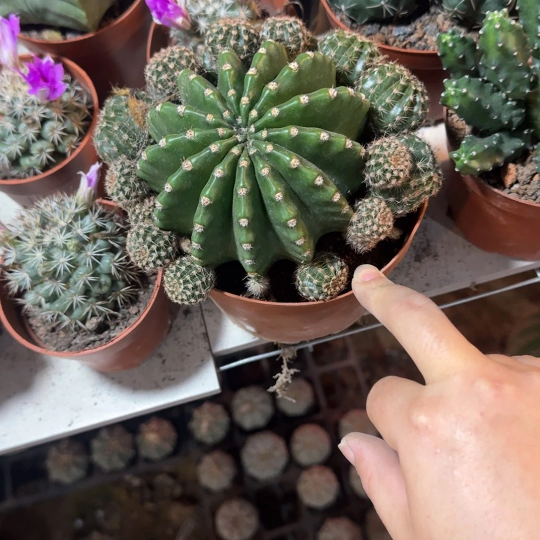 N***N啊可口可乐可口可乐