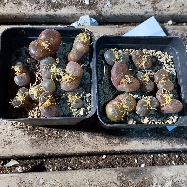 2313。  一盒红风铃。