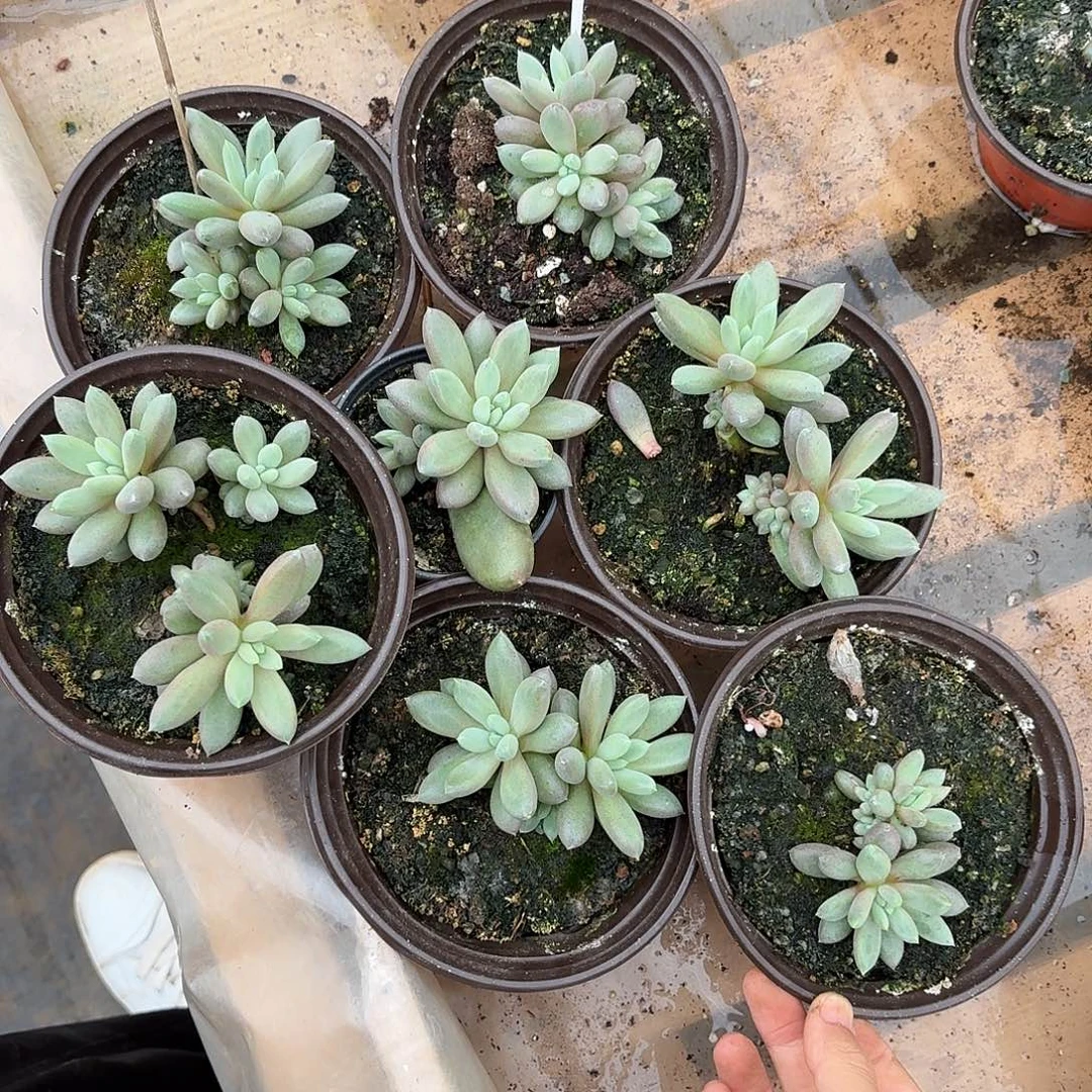明***班哥特萝莉1234567891011