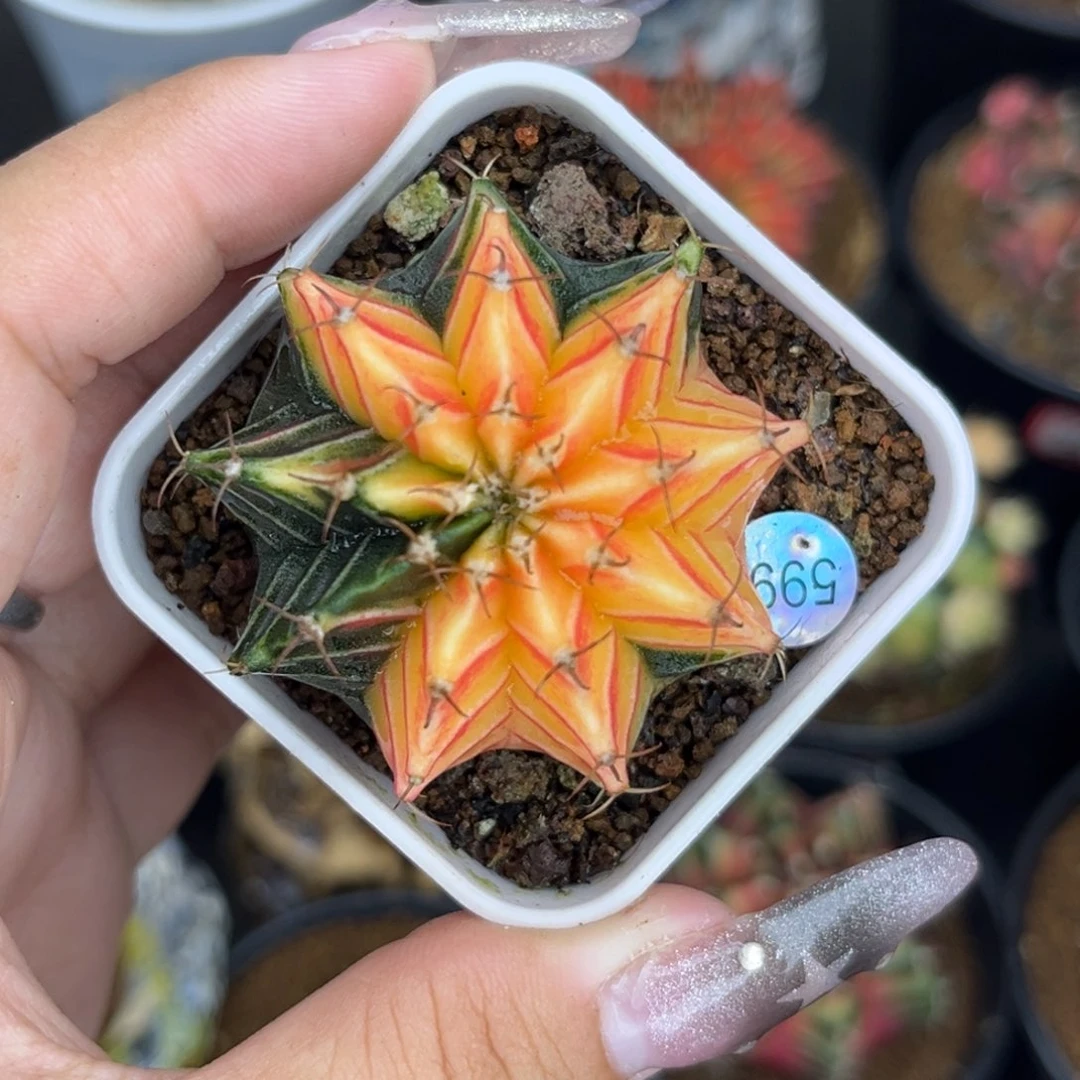 599     带盆土发货