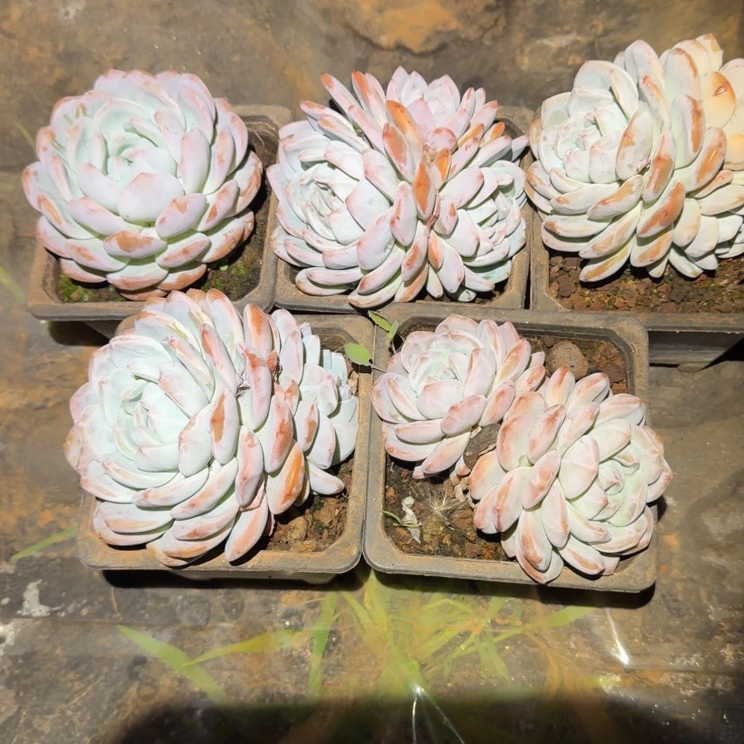 马***春2号5个橙梦路多肉植物