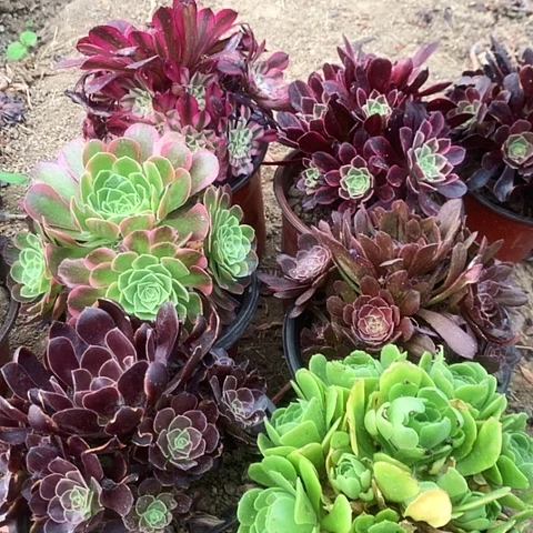 6棵玫瑰玫瑰玫瑰