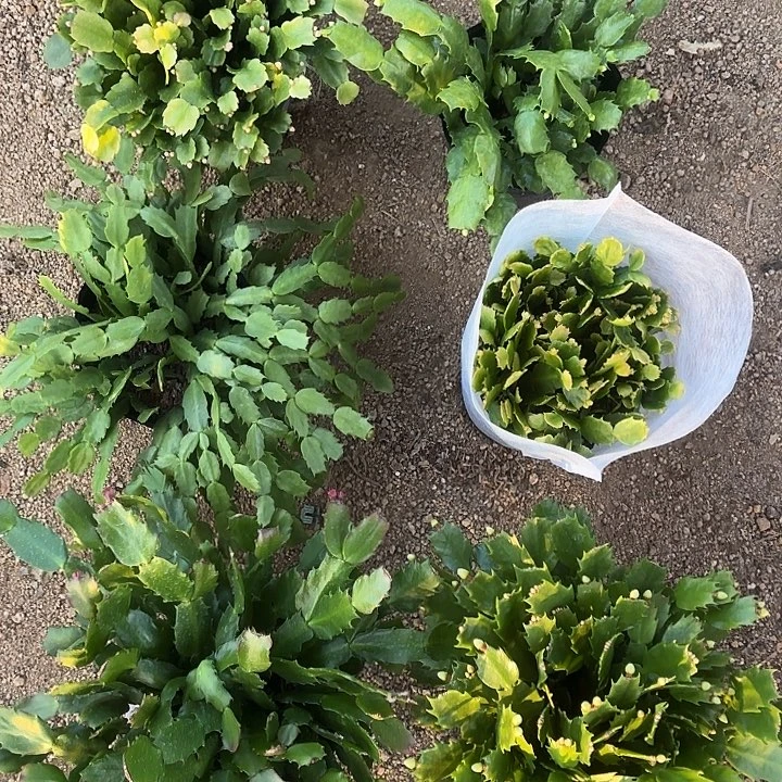 当前无花栽培后可以开花