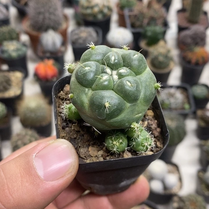 无刺象牙特价福利