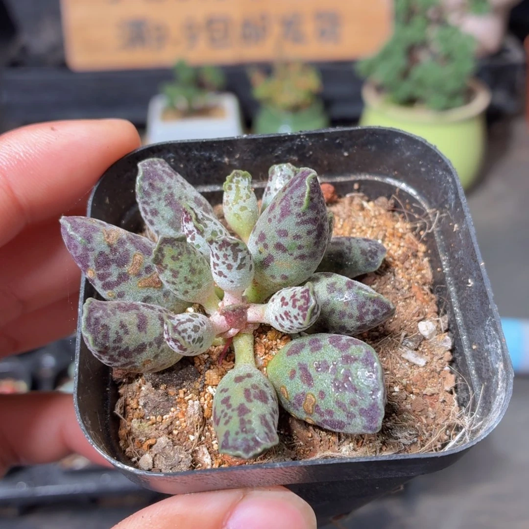 海豹多肉9.9包邮发货