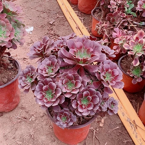 啊啊啊啊啊啊啊啊15